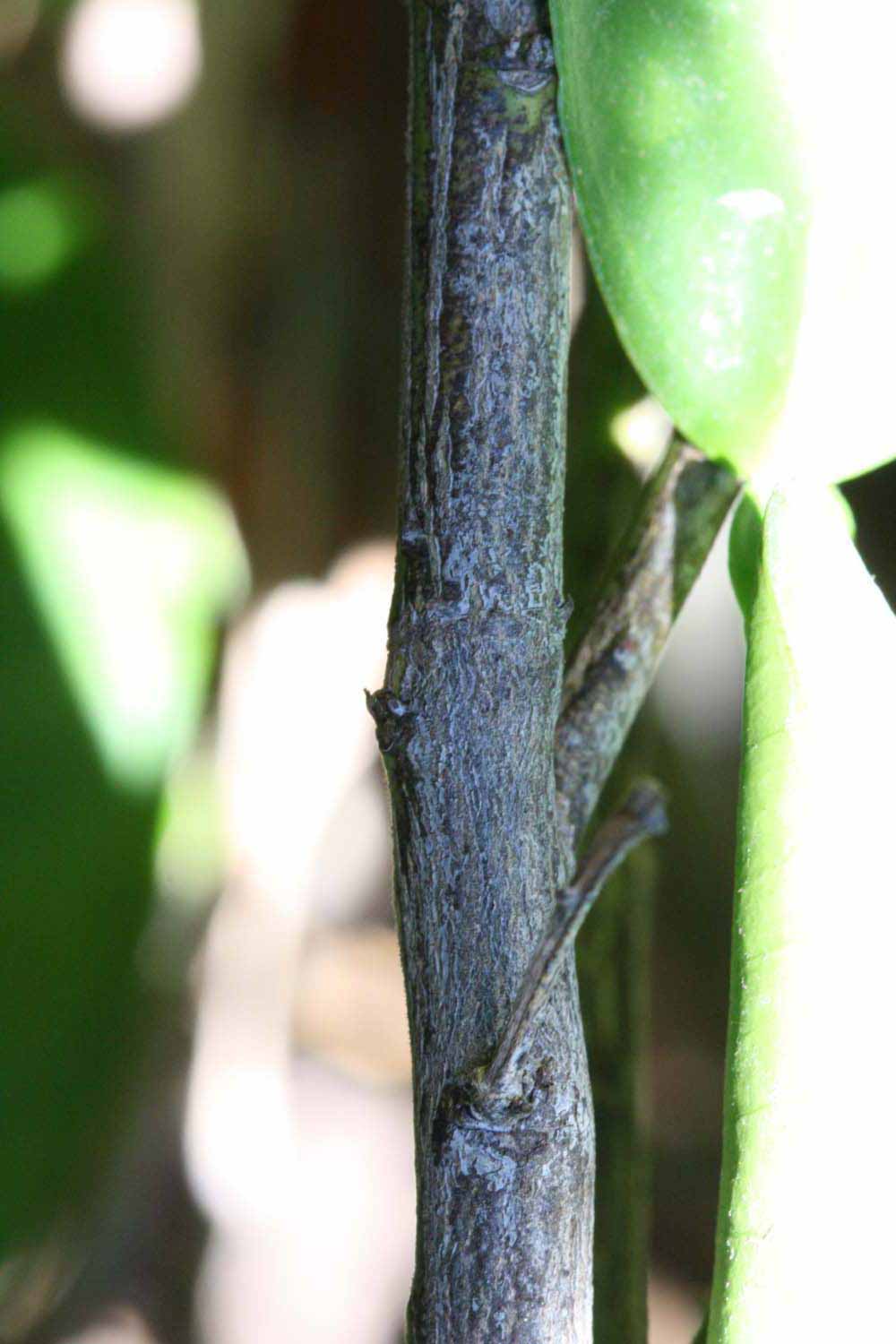              Second - third year twig (Riverside, CA)       